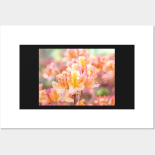 Orange and yellow rhododendrons blooming Posters and Art